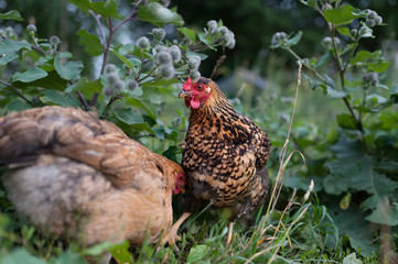 Green burdock and free-walking chicken
