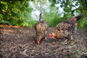 Chickens walk freely in the yard and dig in the ground. Two beautiful chickens looking for food in last year's straw. Chicken of the Russian breed Kuchinskaya-Jubileinaya, walks outdoor 