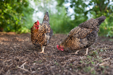 Mottled chickens look at the seeds hidden in last year's straw. Beautiful chicken of the Russian...