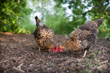 Two mottled chickens look at the worm hidden in last year's straw. Beautiful chicken of the Russian breed Kuchinskaya-Jubileinaya walks in the yard against the background of green trees and bushes.