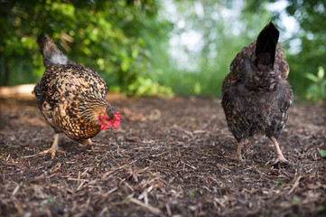 Hens on free pasture looking for food on the ground, digging in the old straw. Two chickens Russian breed Kuchinskaya-Ubileynaya walking outdoors