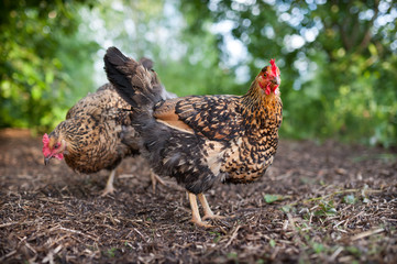 Beautiful chicken of the Russian breed Kuchinskaya-Jubileinaya, walks in the yard against the background of green trees and bushes. The mottled chicken stands outdoor and looks into the frame