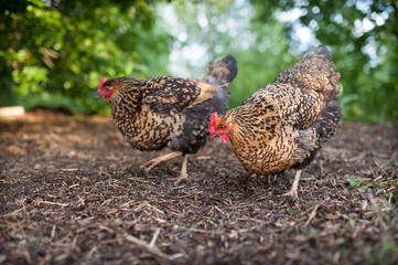 Two beautiful motley hens, Russian breed Kuchinskaya-Jubileinaya freely walk in the yard in search of food. Hens looking for food in the old straw