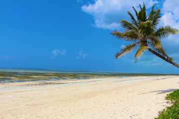 tropical beach with palm tree