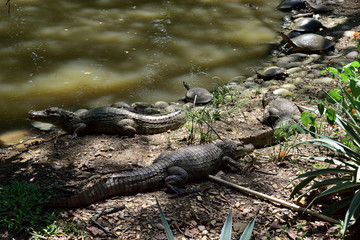 Crocodiles and Turtles in the Lake