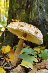 Mushrooms growing in the woods among the fallen leaves. Amanita rubescens.