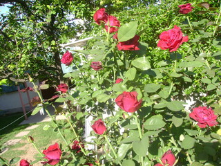 Rosal