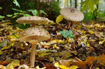 Mushrooms growing in the woods among the fallen leaves. Amanita rubescens.