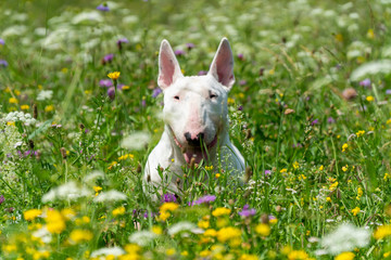 Portrait photo of white bull terrier outdoors on a sunny day