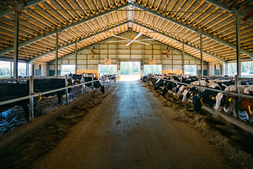 Holstein Frisian diary cows in free livestock stall