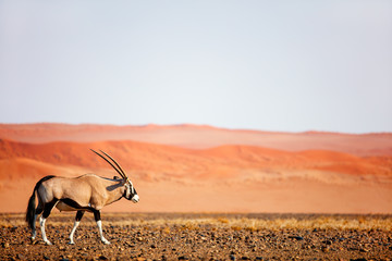 Oryx in Namib desert