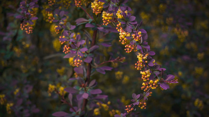 Fototapeta na wymiar abstract background of flowers. purple flowers in the garden