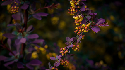 abstract background of flowers. purple flowers in the garden