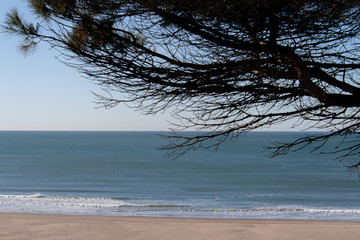 tree on beach