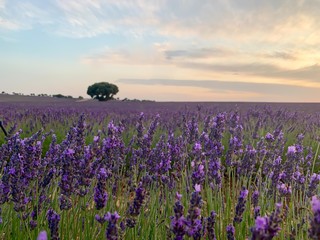 Naklejka premium field of flowers
