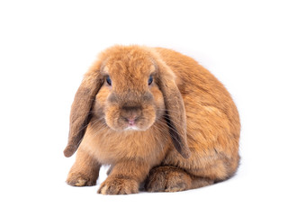 Brown holland lop rabbit isolated on white background. Lovely young holland lop rabbit.