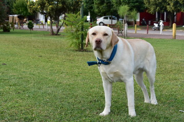 Labrador