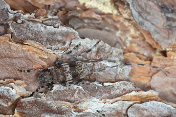 Longhorn beetle, acanthocinus griseus on pine bark