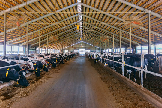 Breeding diary cows in free livestock stall