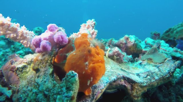 Underwater Macro Closeup Of  Camouflaged & Angry Grumpy Looking Orange Frog Fish On Colorful Coral At Malapascua Island Cebu Visayan Sea Philippines