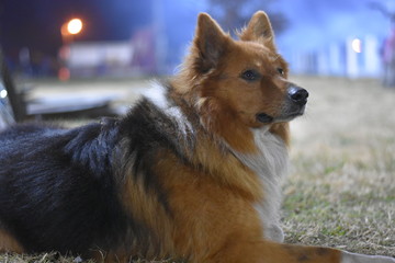 Perro