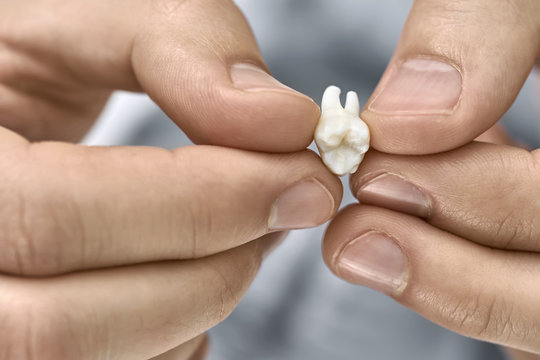 Closeup view at white molar tooth in male hands