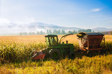 Cultivating corn in early fall, Stowe Vermont, USA