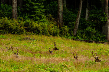 Elk