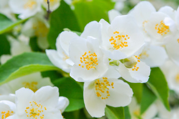 White jasmine bush blossoming in summer day