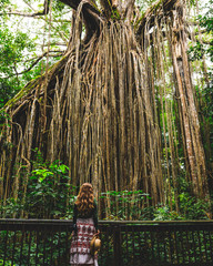 woman under giant fig tree - 279723467