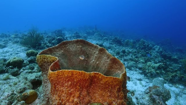 Seascape of coral reef in the Caribbean Sea around Curacao with coral and sponge