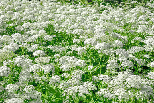 View of a meadow white flower of Goutweed or Aegopodium podagraria L.