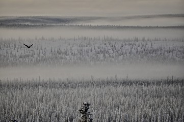 Bird over an Alaskan forest