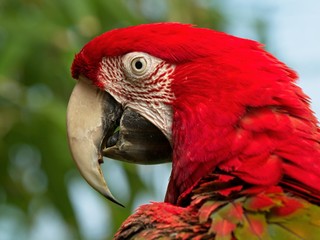 Green Winged Macaw