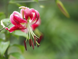 ユリの花のアップ