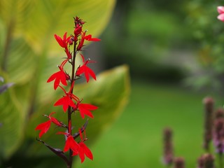 赤いロベリアの花