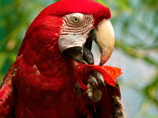 Green Winged Macaw