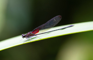 Macro shot of a red wing dragonfly