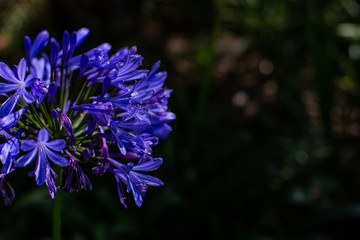 Some relaxing things of nature.