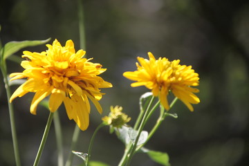 yellow flowers in garden