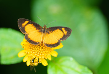 Close up view of an orange and black butterfly