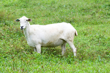 View of one white sheep standing