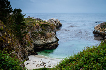 Harbor seals in a cove on the sand below the Bird Island Trail at the Point Lobos State Natural Reserve in California.