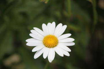 Fototapeta premium daisy in the grass