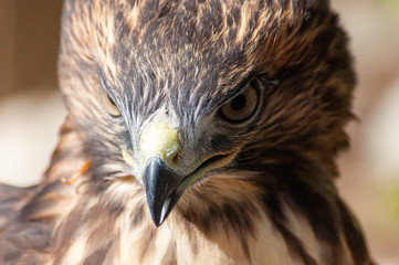 Red-Tailed Hawk