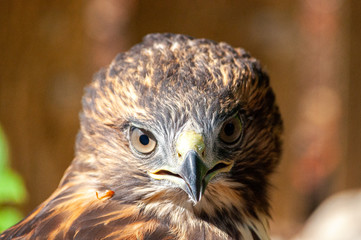 Red-Tailed Hawk