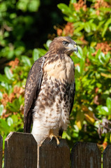 Red-Tailed Hawk