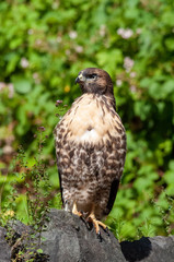 Red-Tailed Hawk
