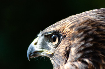 Red-Tailed Hawk