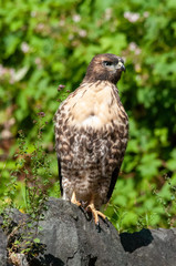Red-Tailed Hawk